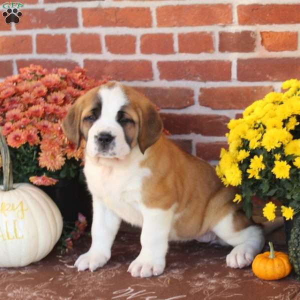 Jozie, Saint Bernard Puppy